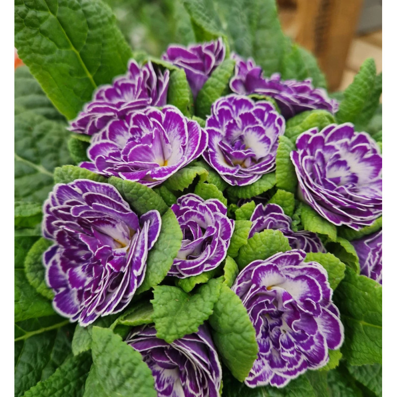 Primevère double BELARINA ‘Blue Ripples’