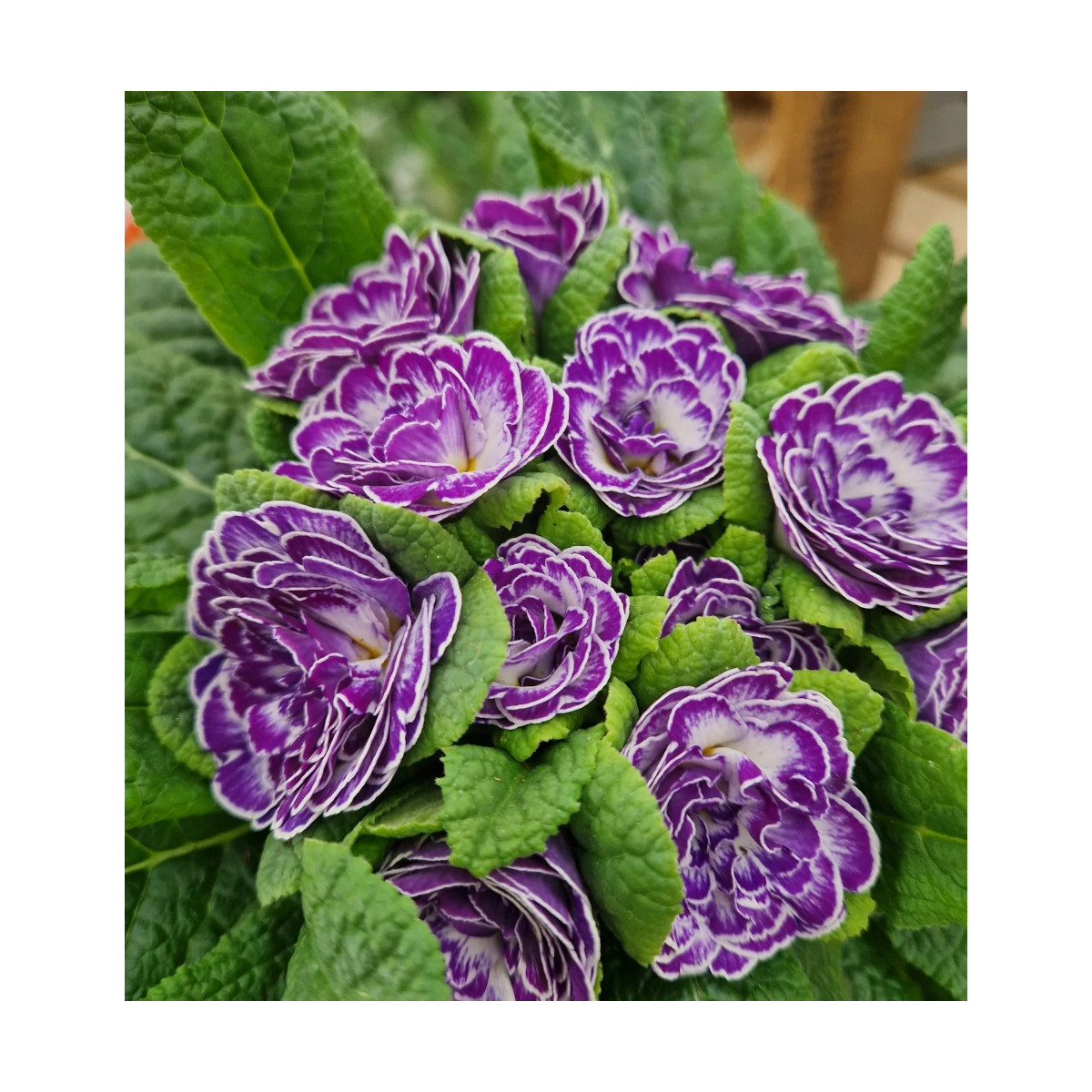 Primevère double BELARINA ‘Blue Ripples’