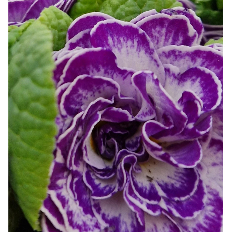 Primevère double BELARINA ‘Blue Ripples’