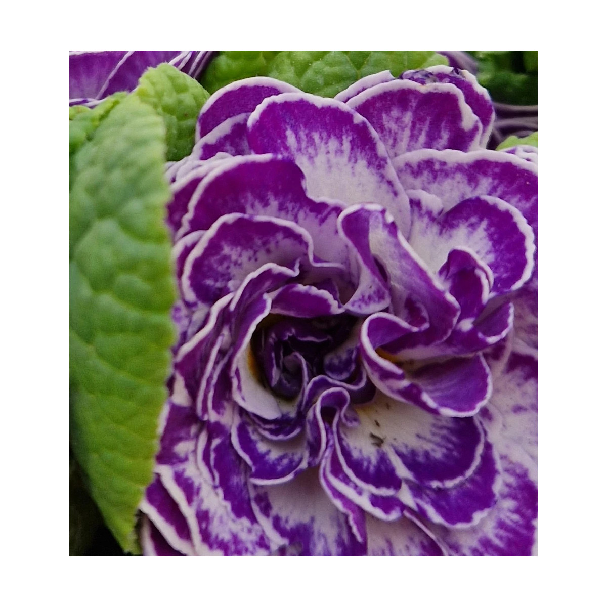 Primevère double BELARINA ‘Blue Ripples’