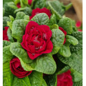 Primevère double BELARINA ‘Valentine’