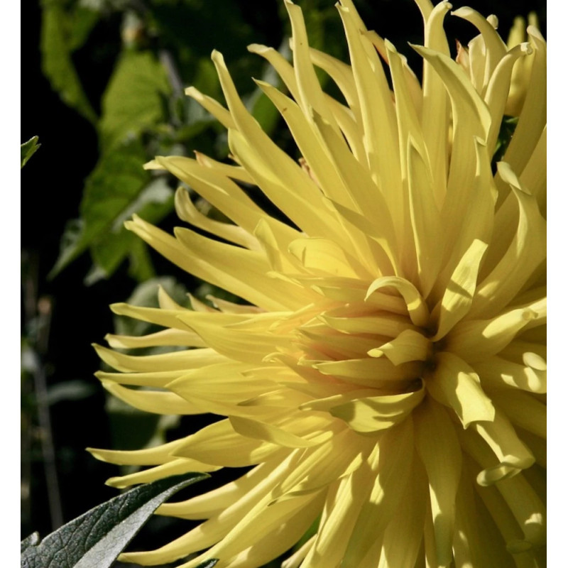 Bulbe de Dahlia Fantasia