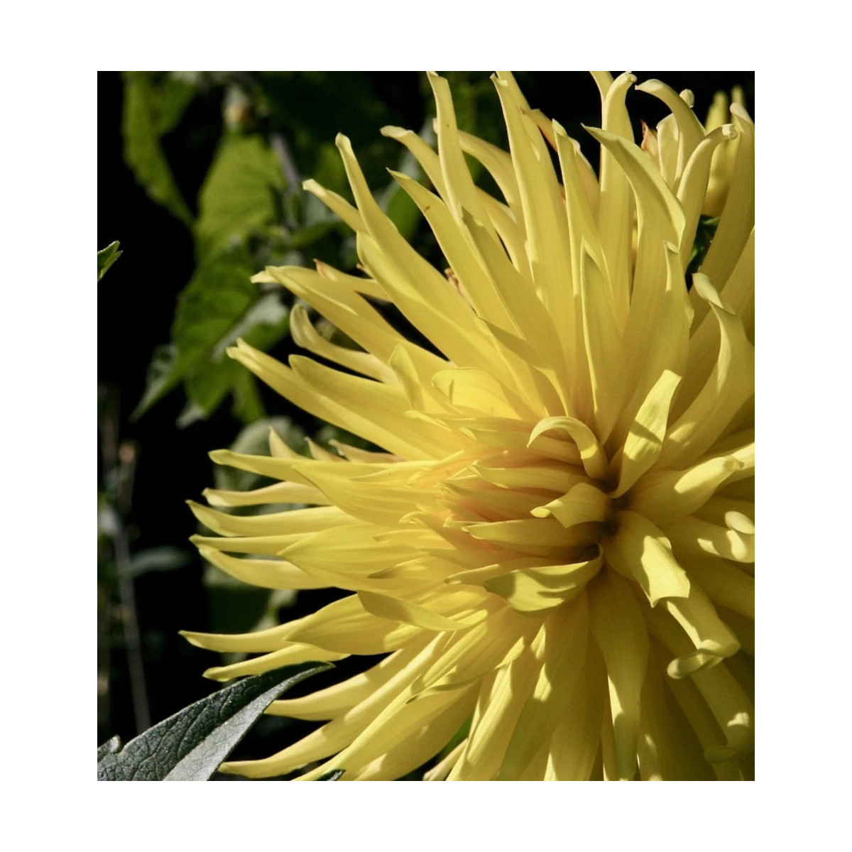 Bulbe de Dahlia Fantasia