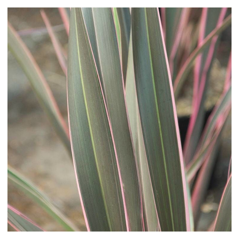 Lin de Nouvelle-Zélande Pink Stripe, Phormium
