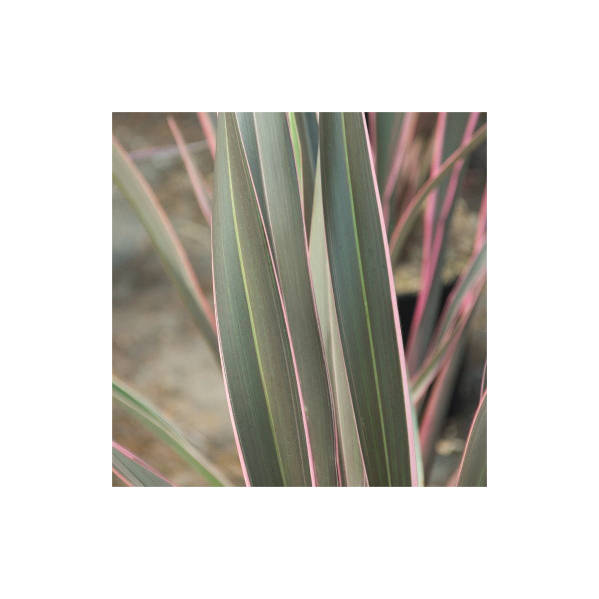 Lin de Nouvelle-Zélande Pink Stripe, Phormium