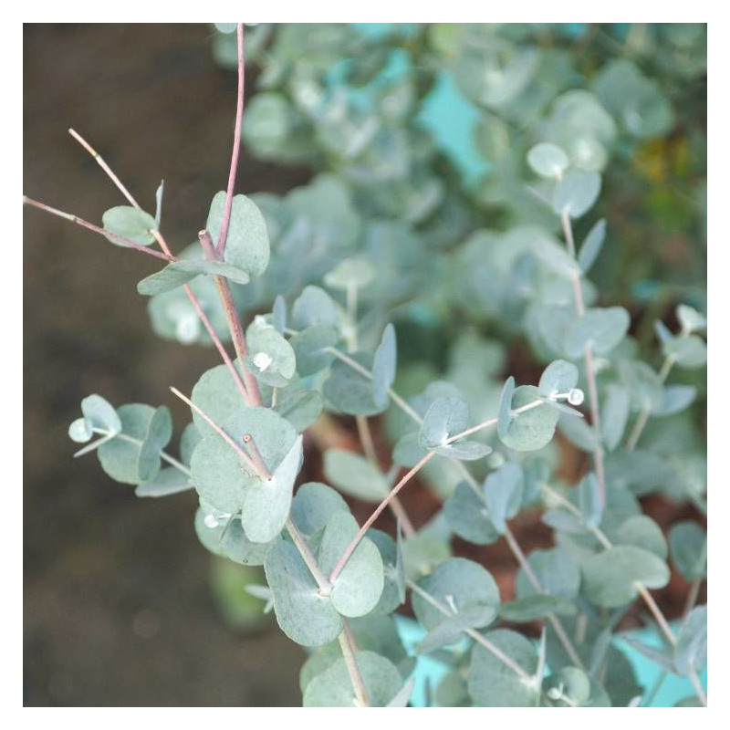 Eucalyptus Azura®, Gommier cidre
