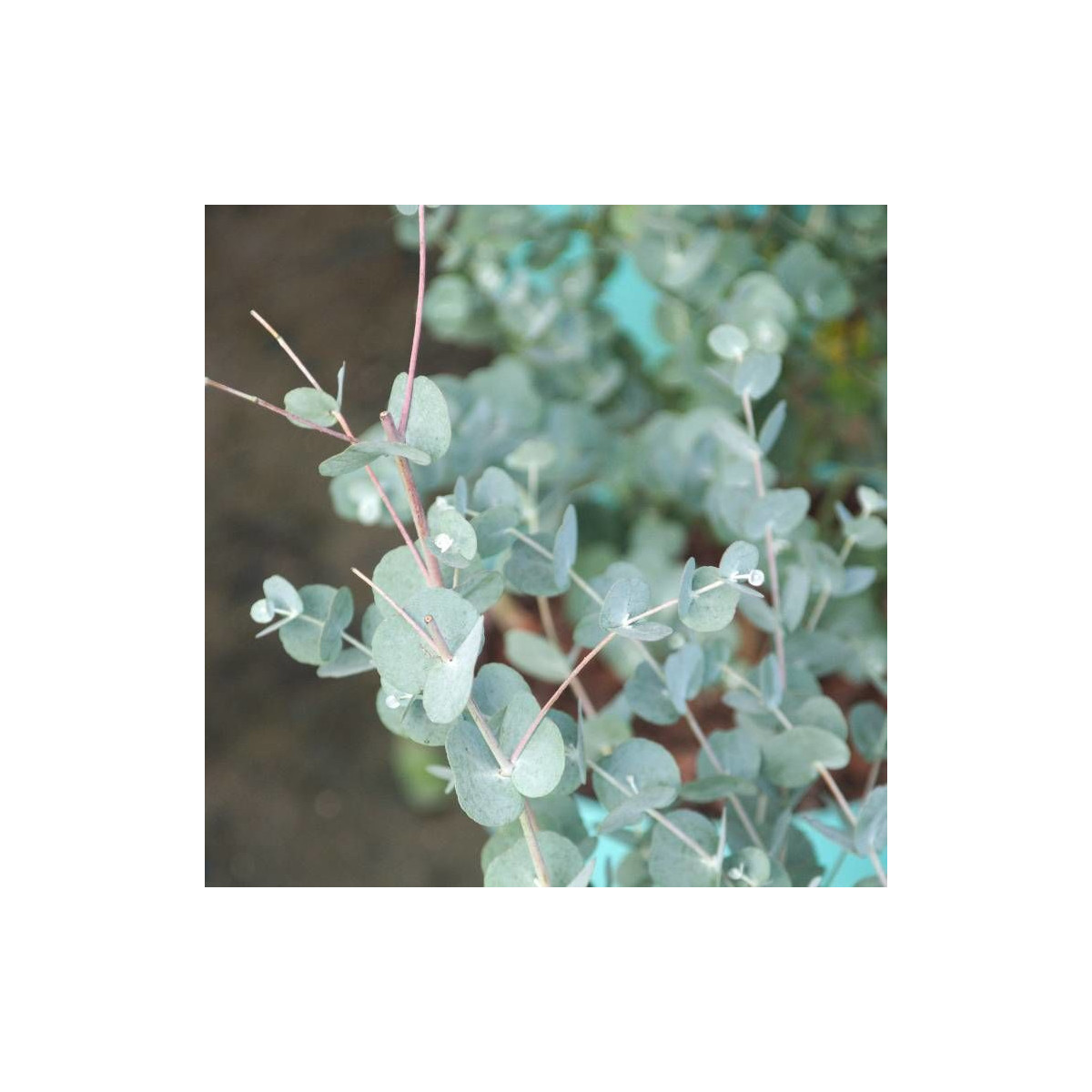 Eucalyptus Azura®, Gommier cidre