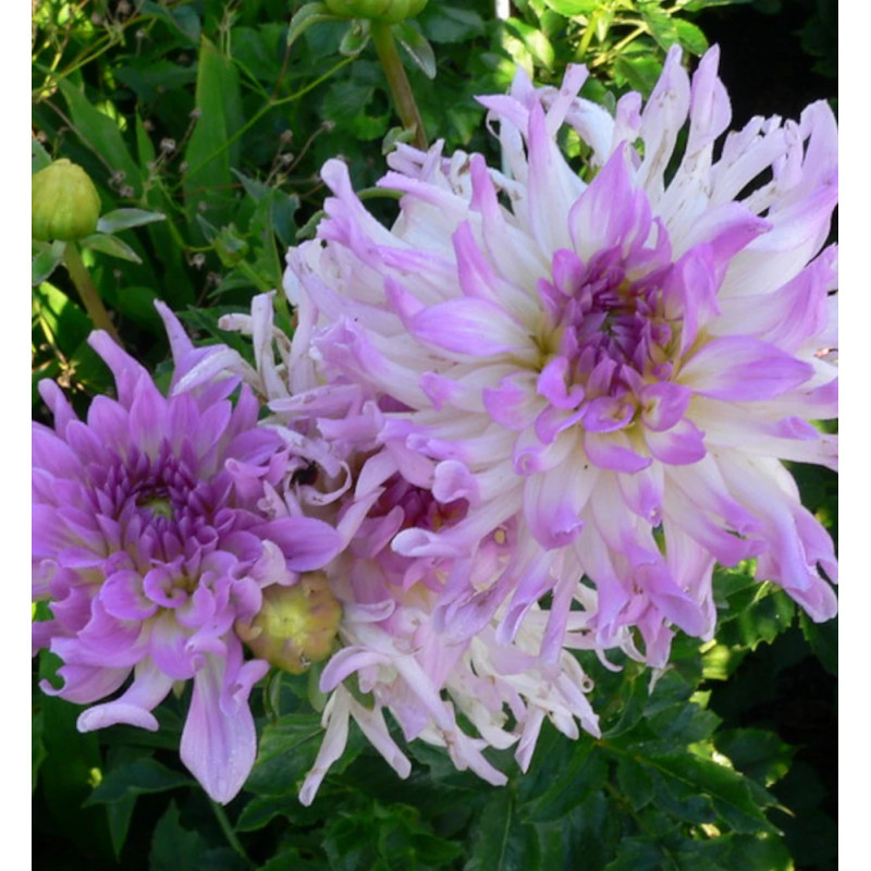 Bulbe de Dahlia dentelle Atalante