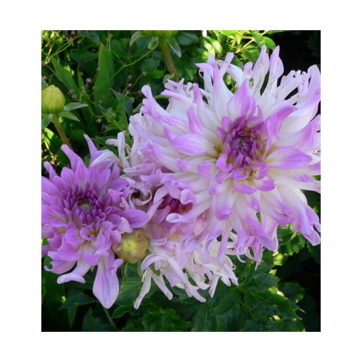 Bulbe de Dahlia dentelle Atalante