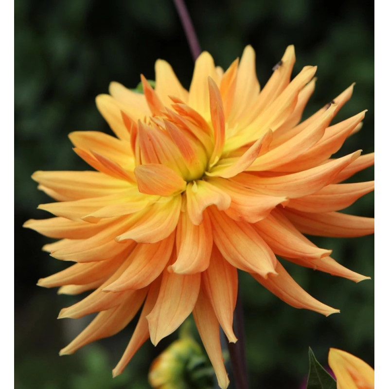 Bulbe de Dahlia dentelle Aurore