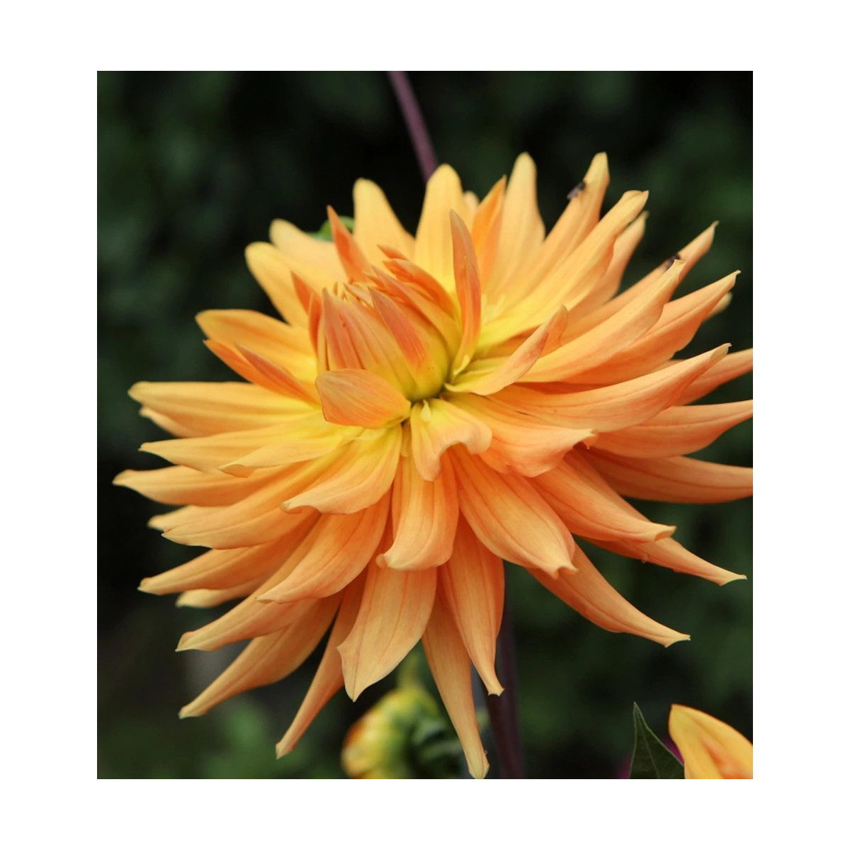 Bulbe de Dahlia dentelle Aurore Bulbe de Dahlia dentelle Aurore