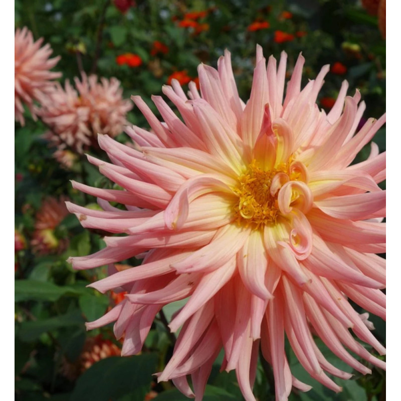 Bulbe de Dahlia dentelle Champs Elysées