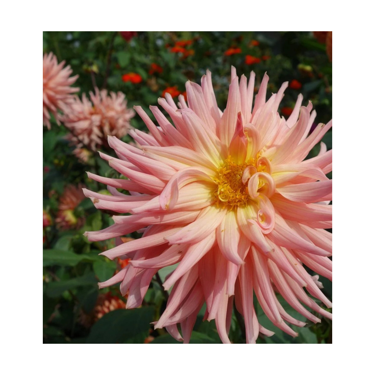 Bulbe de Dahlia dentelle Champs Elysées