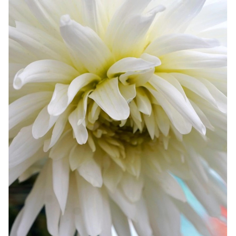 Bulbe de Dahlia dentelle Clair de Lune