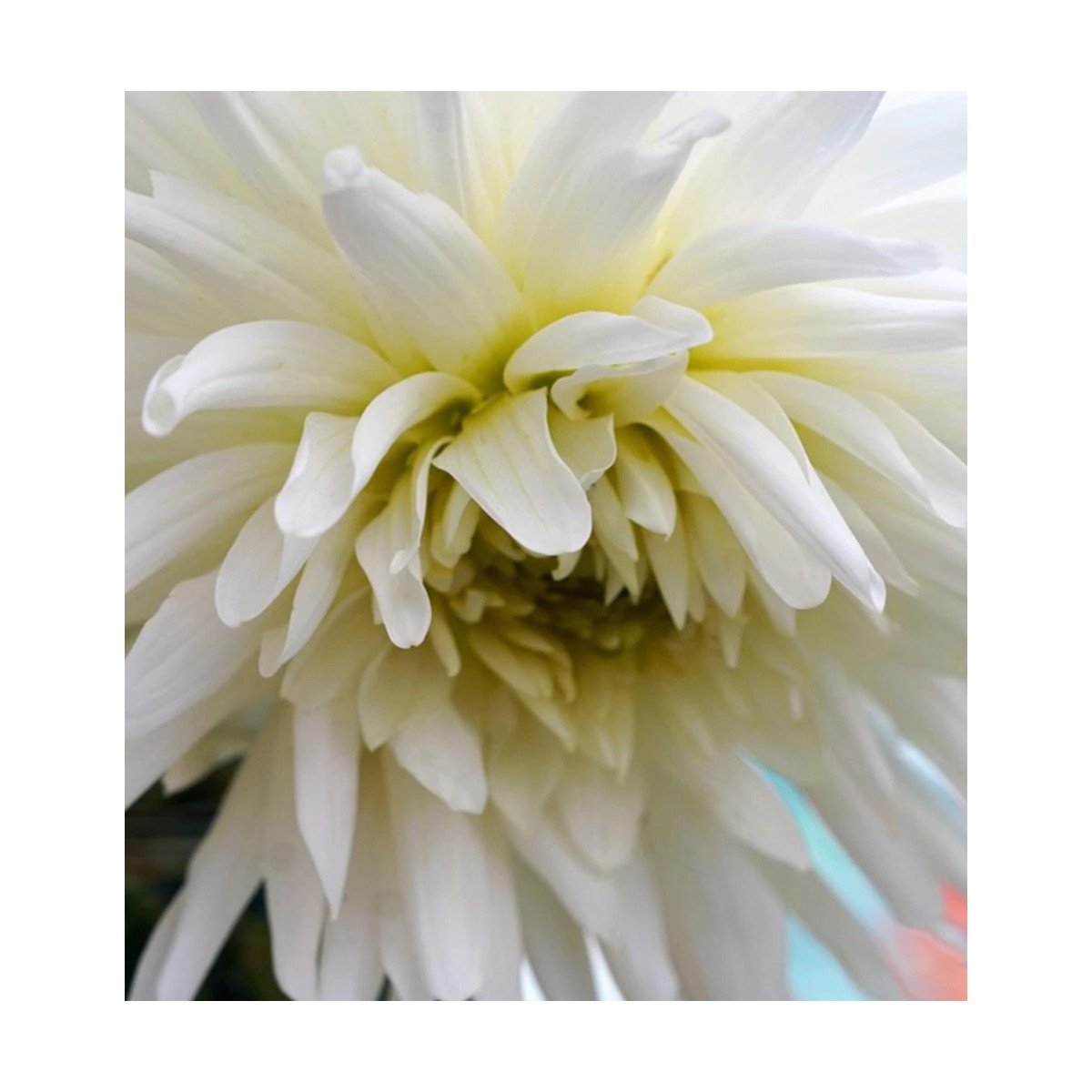 Bulbe de Dahlia dentelle Clair de Lune