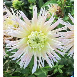 Bulbe de Dahlia dentelle Eurydice