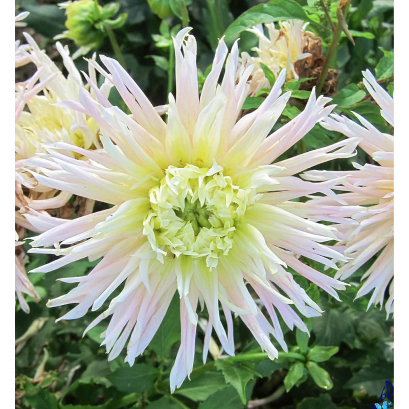 Bulbe de Dahlia dentelle Eurydice