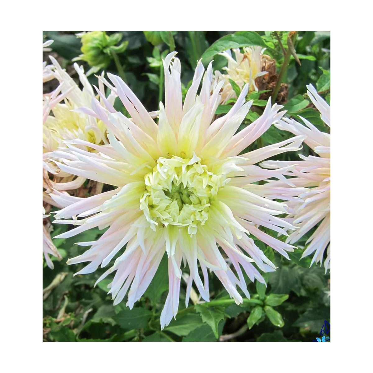 Bulbe de Dahlia dentelle Eurydice