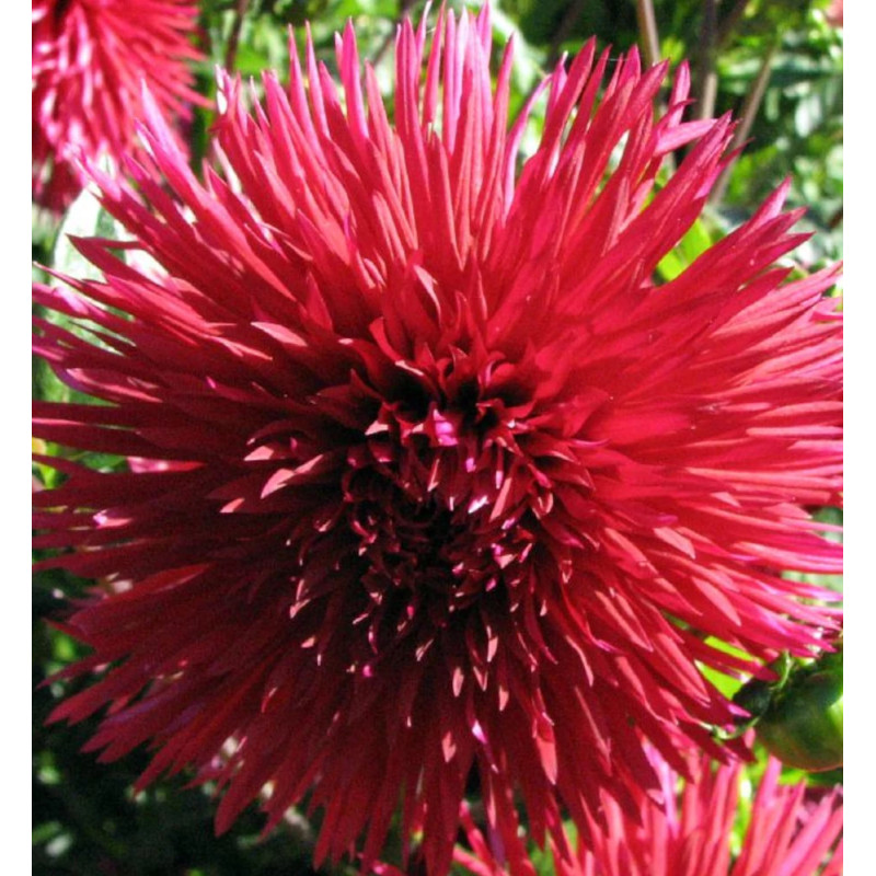 Bulbe de Dahlia dentelle Jax