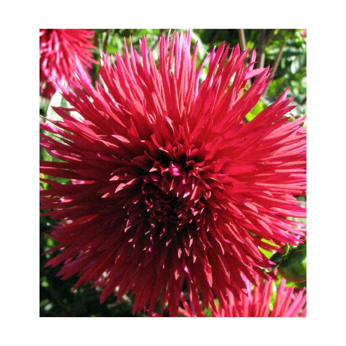 Bulbe de Dahlia dentelle Jax