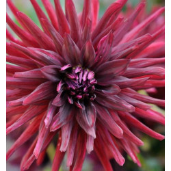 Bulbe de Dahlia dentelle Kenora Macop-b