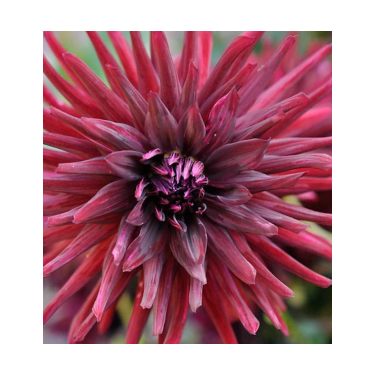 Bulbe de Dahlia dentelle Kenora Macop-b
