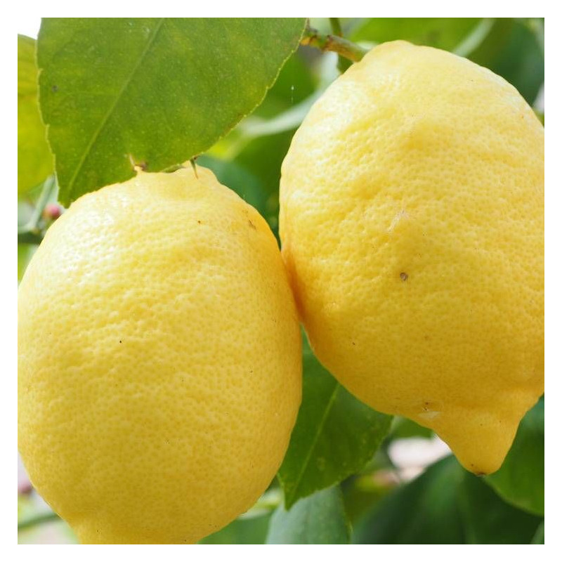 Citronnier limon, Citrus