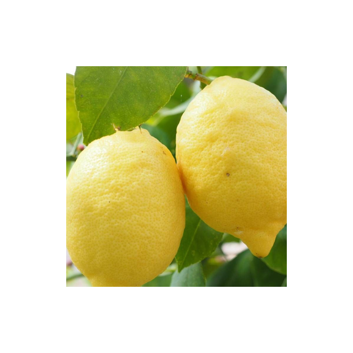Citronnier limon