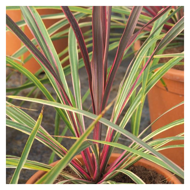 Cordyline australe Can Can®
