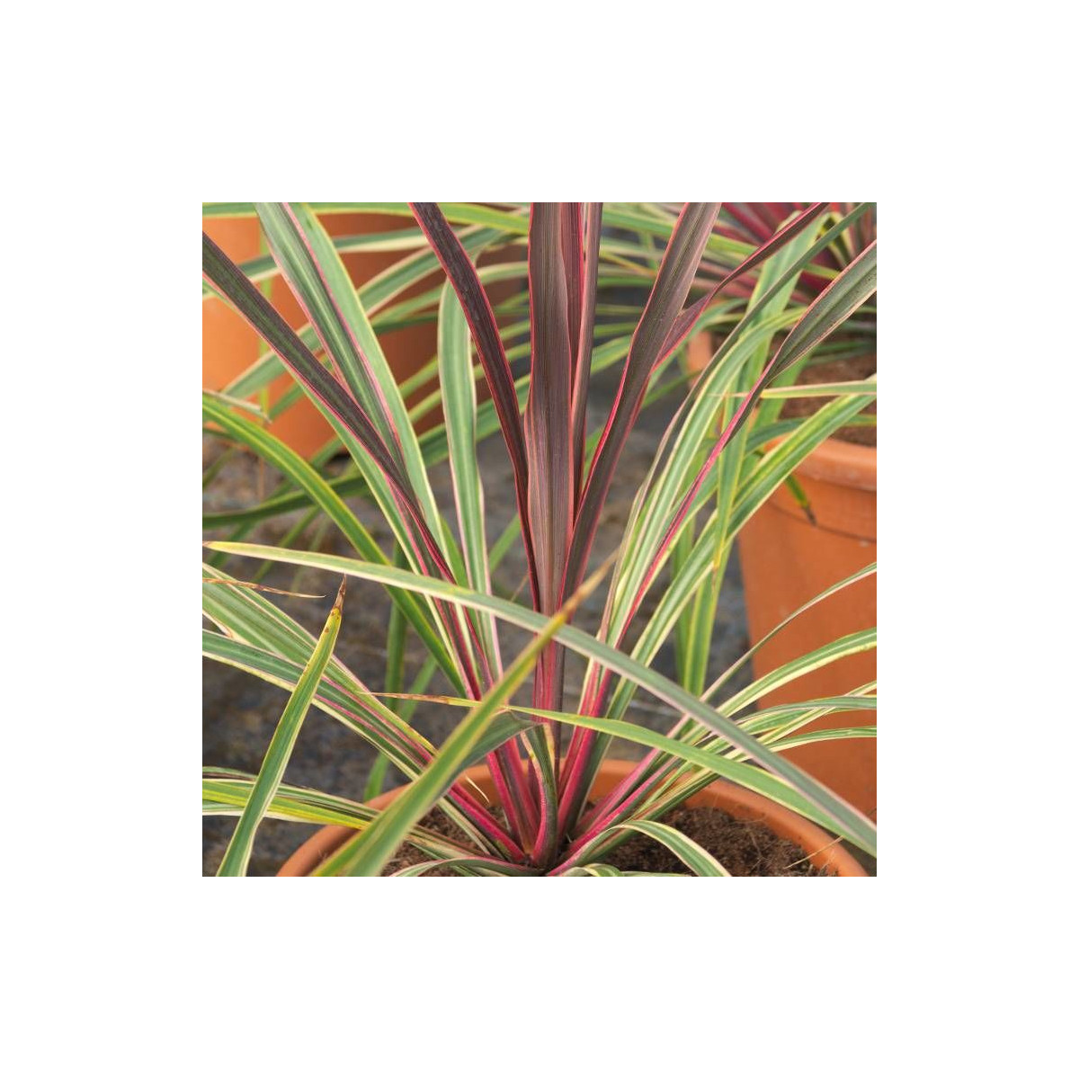 Cordyline australe Can Can®