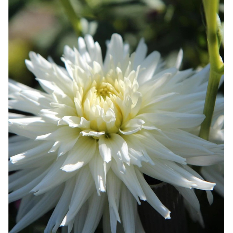 Bulbe de Dahlia décoratif Albion
