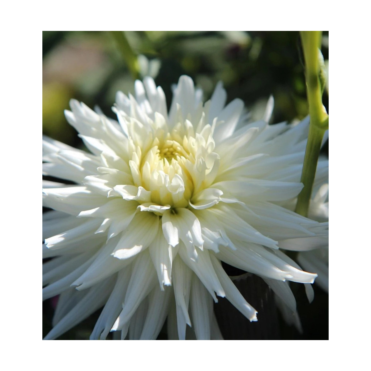 Bulbe de Dahlia décoratif Albion