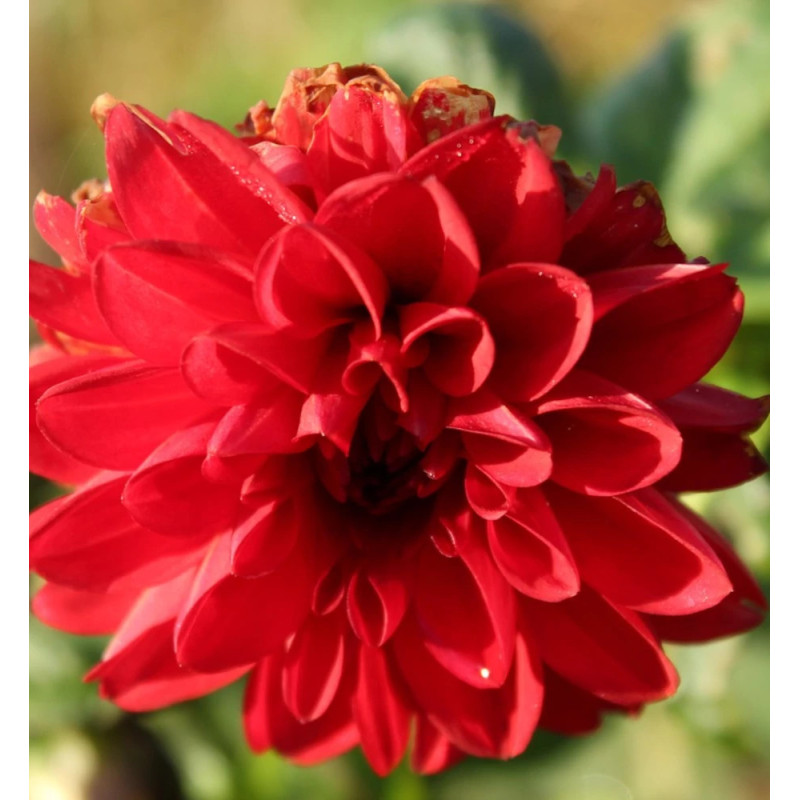 Bulbe de Dahlia décoratif Bacchanal