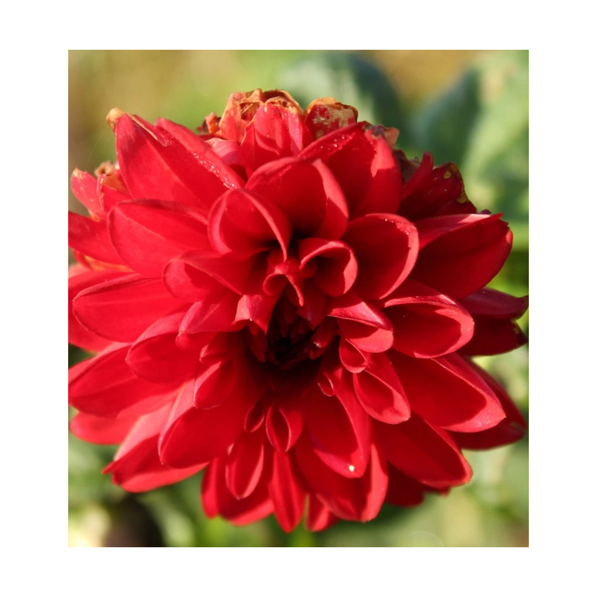 Bulbe de Dahlia décoratif Bacchanal