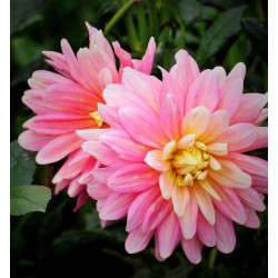 Bulbe de Dahlia décoratif Bel Amour