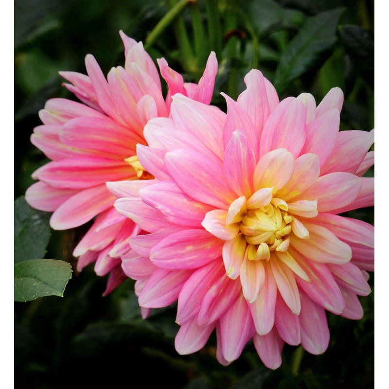 Bulbe de Dahlia décoratif Bel Amour