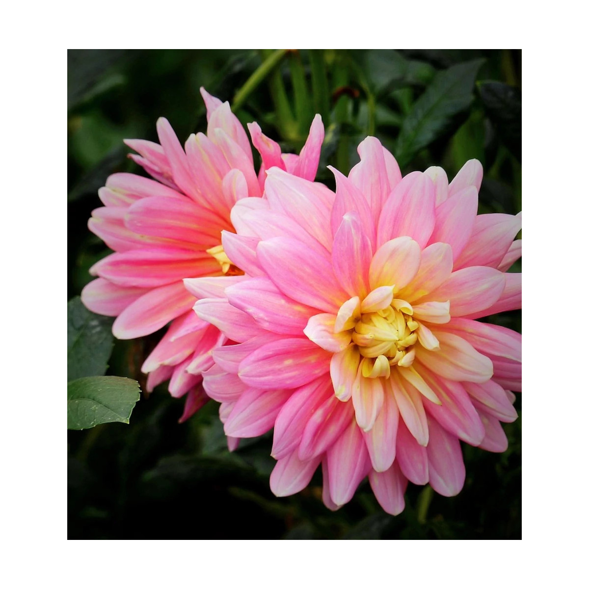 Bulbe de Dahlia décoratif Bel Amour Bulbe de Dahlia décoratif Bel Amour