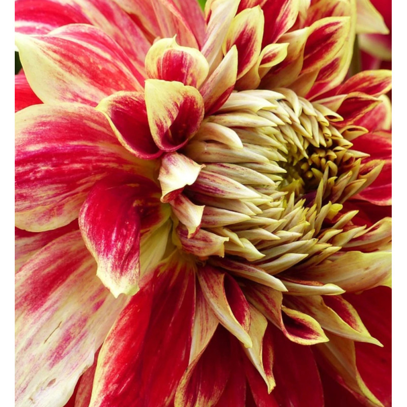 Bulbe de Dahlia décoratif Caballero
