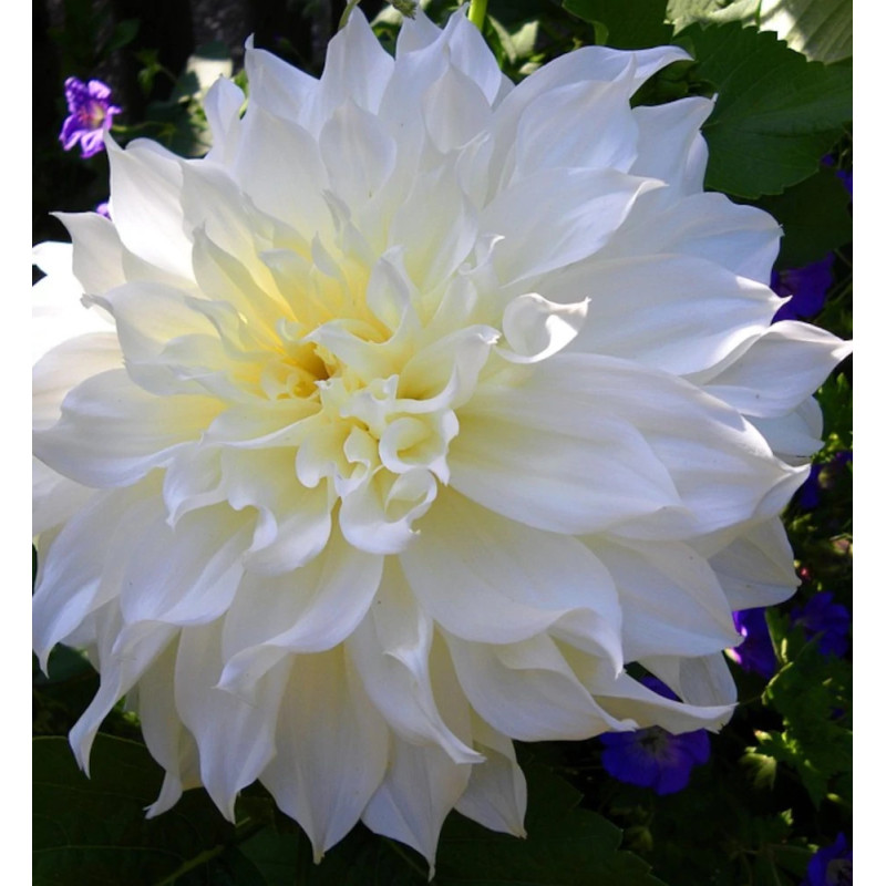 Bulbe de Dahlia décoratif Café au lait