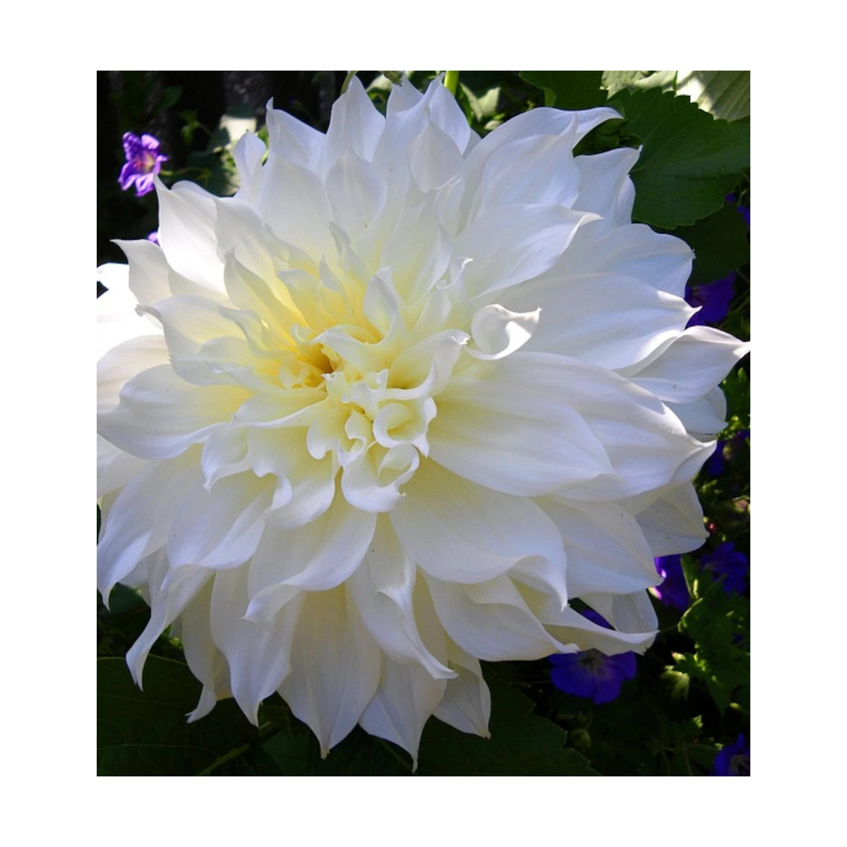 Bulbe de Dahlia décoratif Café au lait