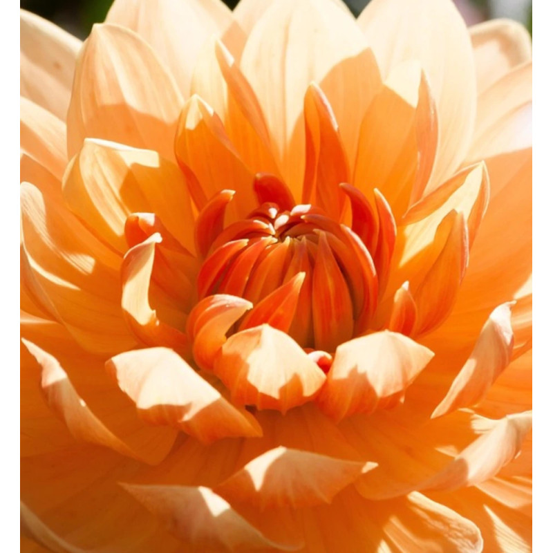 Bulbe de Dahlia décoratif Château d'Urville