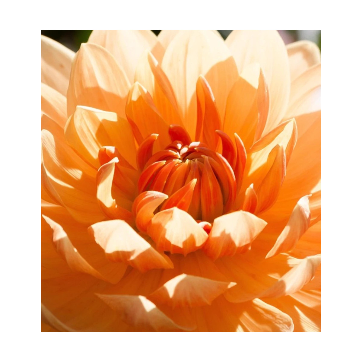 Bulbe de Dahlia décoratif Château d'Urville Bulbe de Dahlia décoratif Château d'Urville