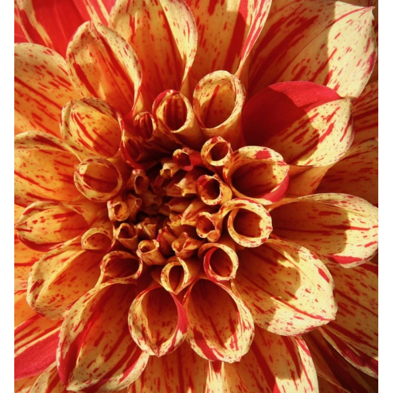 Bulbe de Dahlia décoratif Clown