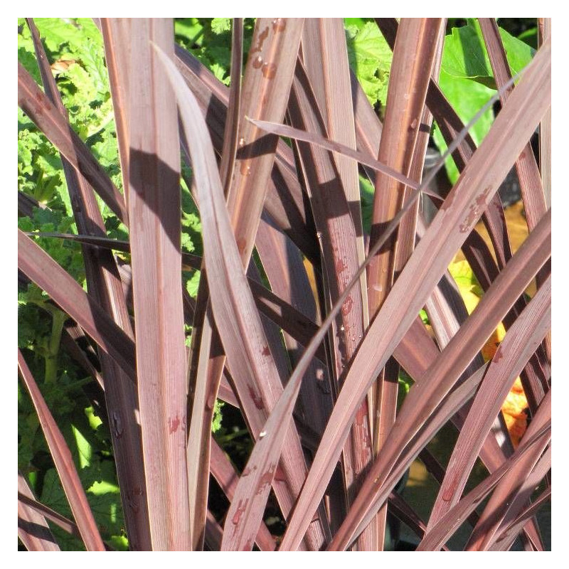 Cordyline australe Red Star