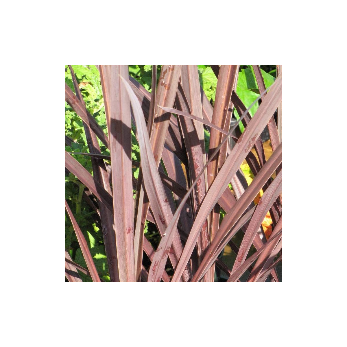 Cordyline australe Red Star