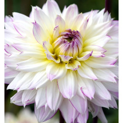 Bulbe de Dahlia décoratif Crazy Love