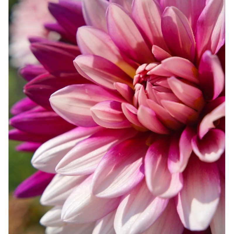 Bulbe de Dahlia décoratif Crème de cassis