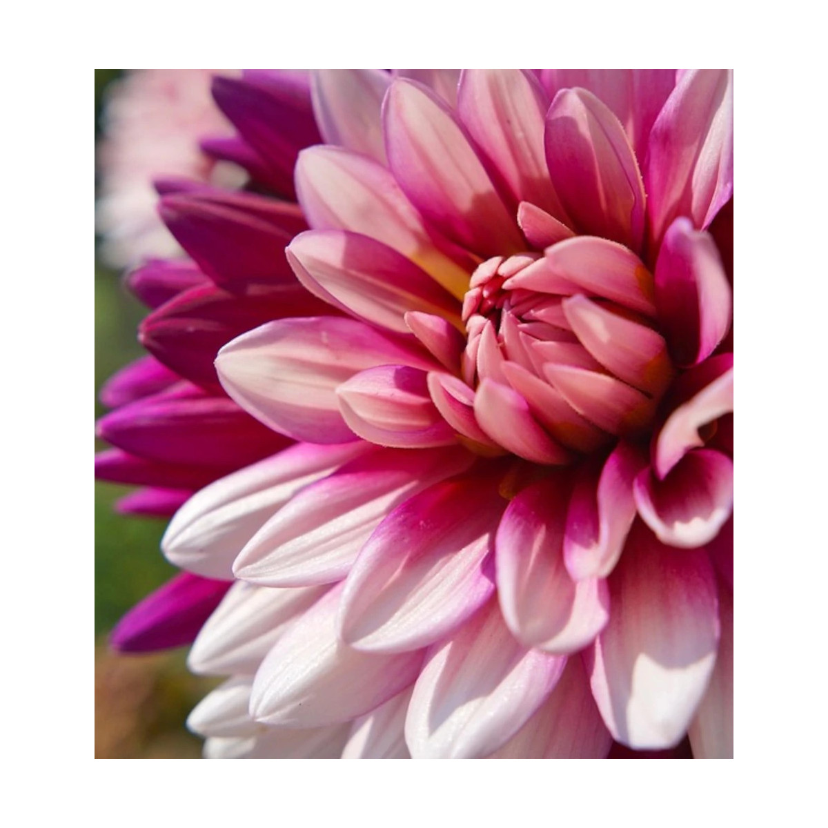 Bulbe de Dahlia décoratif Crème de cassis
