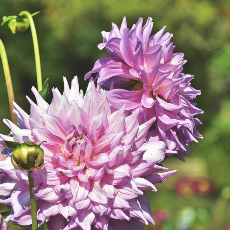 Bulbe de Dahlia décoratif Emory Paul