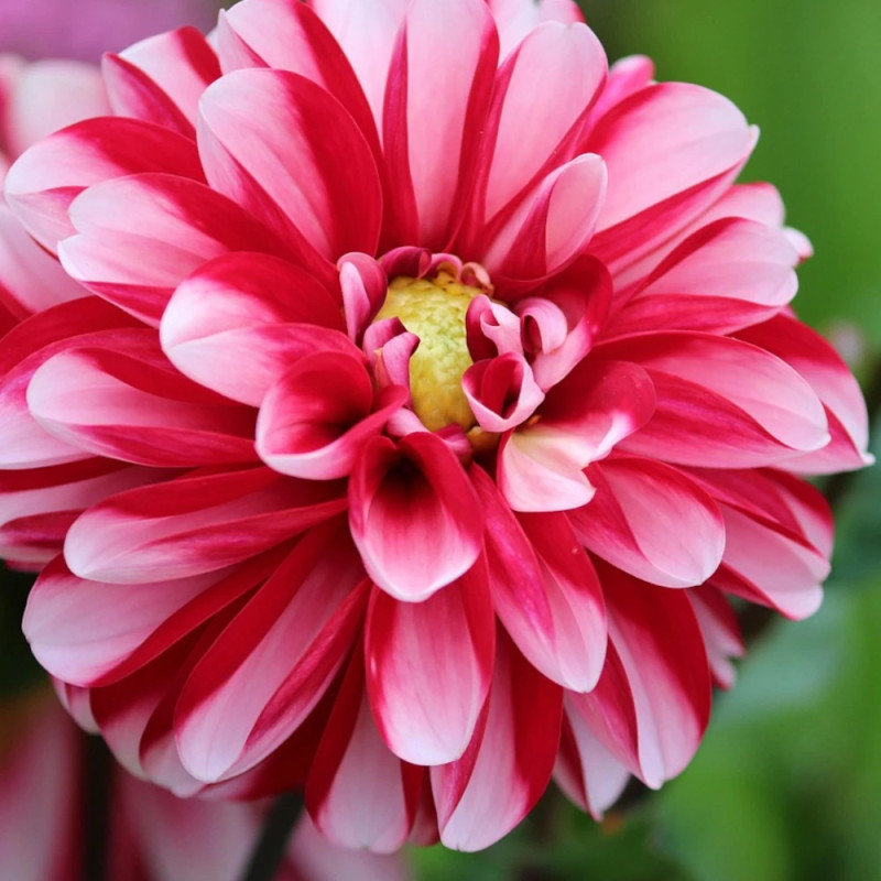 Bulbe de Dahlia décoratif Milk Shake